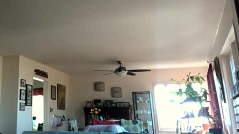 Monkee Dance online show from January 2025 05:35:02 PM