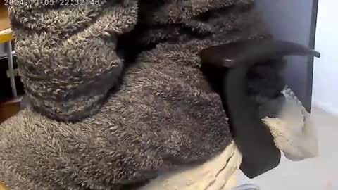 Snapshot of nineinchhard chatting on December 2024 09:07:02 AM nineinchhard online show from December 2024 09:07:02 AM