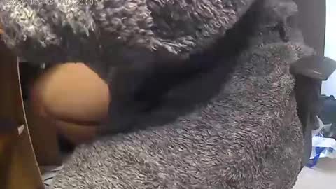 Snapshot of nineinchhard chatting on December 2024 10:19:01 AM nineinchhard online show from December 2024 10:19:01 AM