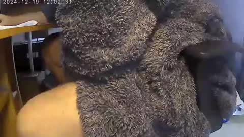 Snapshot of nineinchhard chatting on December 2024 12:01:02 PM nineinchhard online show from December 2024 12:01:02 PM