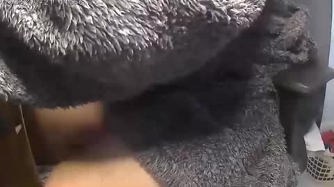 Snapshot of nineinchhard chatting on December 2024 11:55:01 AM nineinchhard online show from December 2024 11:55:01 AM