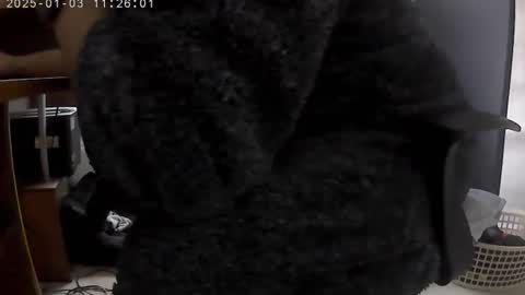 Snapshot of nineinchhard chatting on January 2025 11:25:01 AM nineinchhard online show from January 2025 11:25:01 AM