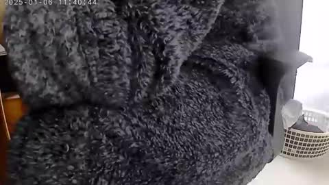 Snapshot of nineinchhard chatting on January 2025 11:40:02 AM nineinchhard online show from January 2025 11:40:02 AM