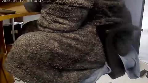 Snapshot of nineinchhard chatting on January 2025 10:34:02 AM nineinchhard online show from January 2025 10:34:02 AM