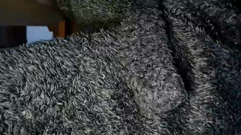 nineinchhard online show from June 2026 05:41:01 AM