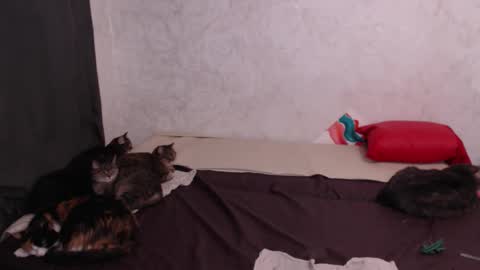 Olivia online show from February 2026 03:12:02 AM