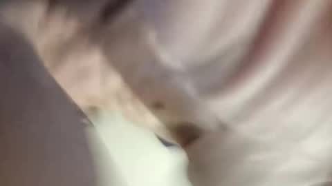 Paw online show from December 2024 12:20:02 PM