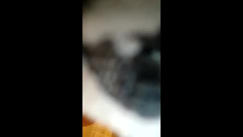 Paw online show from January 2025 05:05:02 AM