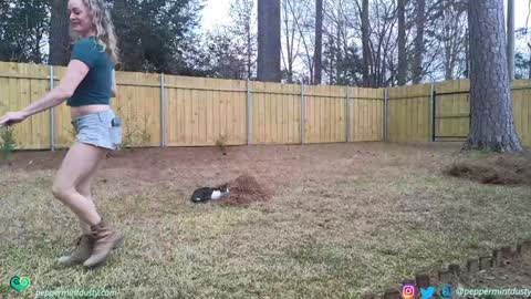 Peppermint and Dusty  online show from March 2026 07:42:01 PM