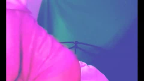 puddled_wonderland online show from March 2026 11:39:01 AM