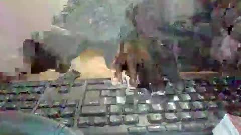 pup_y online show from January 2026 07:08:01 PM