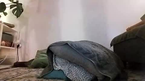 ranchoarg online show from January 2026 05:48:02 PM