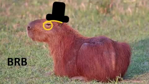 Chris online show from January 2026 01:31:02 AM