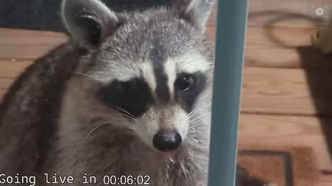 Ryan aka KeylimeRy online show from November 2025 08:03:02 AM