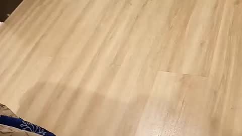 rockikoki online show from March 2026 04:33:02 PM