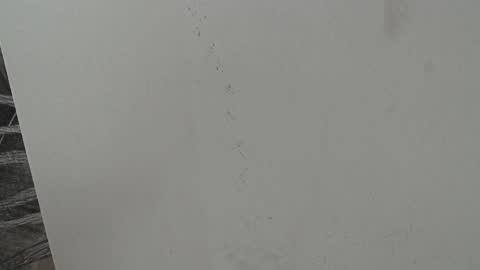 rylierouse online show from October 2025 05:51:02 PM