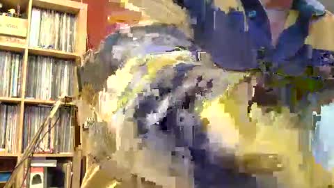 Sam online show from November 2025 11:58:02 PM