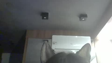 skinnykittencam online show from February 2026 05:00:02 AM
