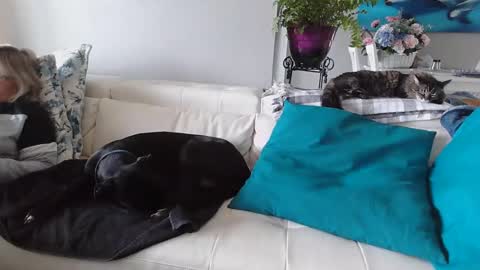 Daddy online show from January 2025 05:16:02 PM