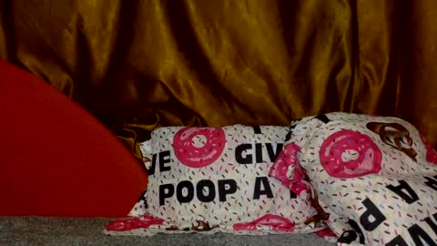 Noname online show from March 2026 03:19:02 PM