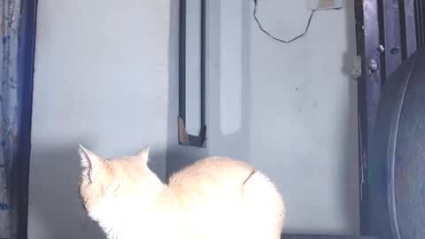 Snapshot of sofiadoll77 chatting on March 2025 10:53:01 PM sofiadoll77 online show from March 2025 10:53:01 PM