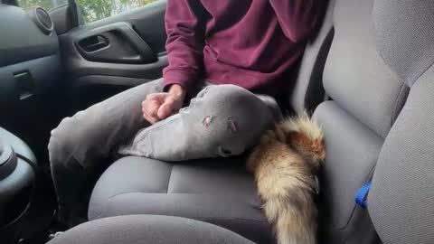 Sondages online show from November 2025 08:04:01 AM