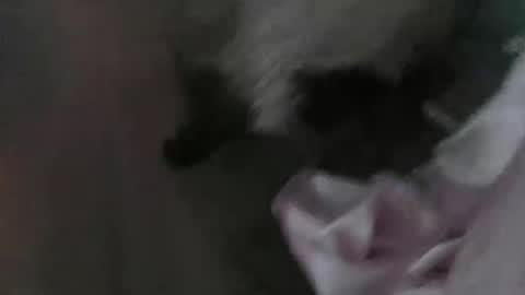 Snapshot of sp1tpuppeh chatting on May 2026 11:20:01 PM sp1tpuppeh online show from May 2026 11:20:01 PM