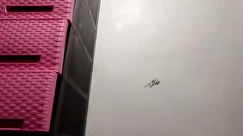 suzzie_hot online show from November 2025 09:48:02 AM