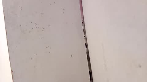 tall6feet7inch online show from February 2026 03:31:01 PM