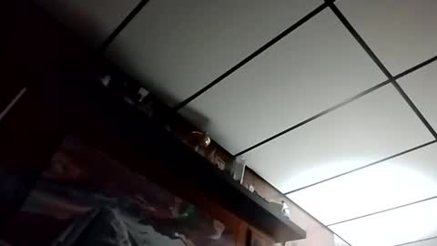 The Man of Steel online show from October 2025 02:48:02 AM