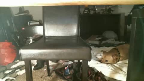 Snapshot of thumperdlj chatting on October 2025 01:15:02 PM Thumper online show from October 2025 01:15:02 PM