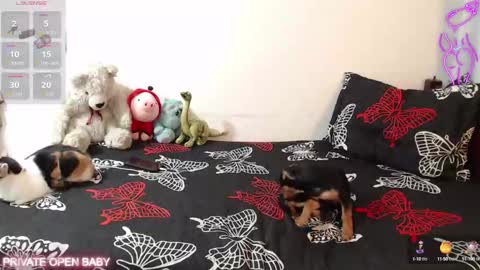 Tina N Charlie online show from October 2025 12:06:02 PM