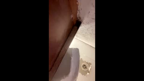 toronto5656 online show from January 2025 04:00:01 AM