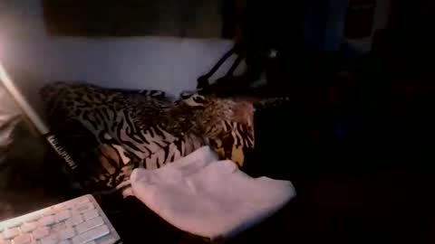 toxicidad_sex online show from May 2026 07:37:02 AM