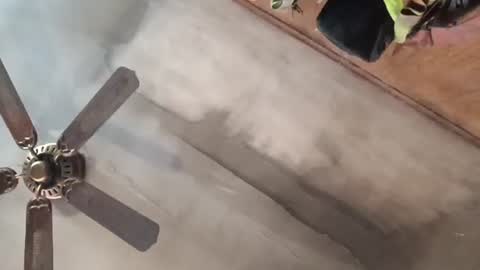 treeguyroc online show from February 2026 04:40:01 PM