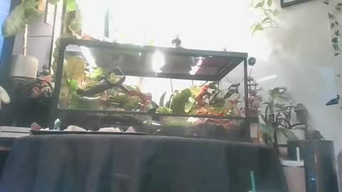 vanessa__foxx online show from December 2025 05:34:01 AM