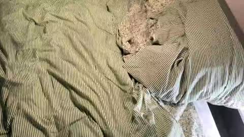 Vireia online show from March 2026 05:18:01 PM