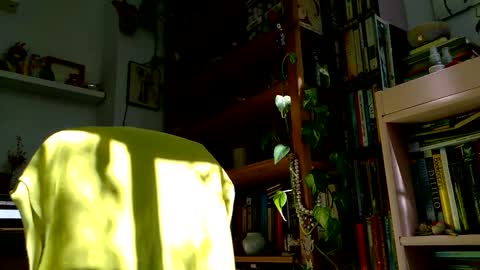 Viv online show from October 2025 12:09:02 PM