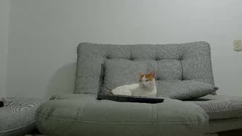 Snapshot of yeisongomezz chatting on July 2026 01:21:02 AM yeisongomezz online show from July 2026 01:21:02 AM