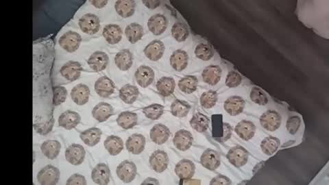 Snapshot of yourstrulyduh chatting on March 2026 03:07:02 PM Dan online show from March 2026 03:07:02 PM