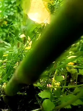 imrandidar22 online show from March 2025 06:19:01 AM