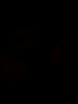 Sanny212 online show from December 2024 12:40:02 PM