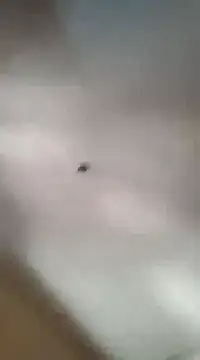 gala2 online show from March 2025 06:01:02 PM