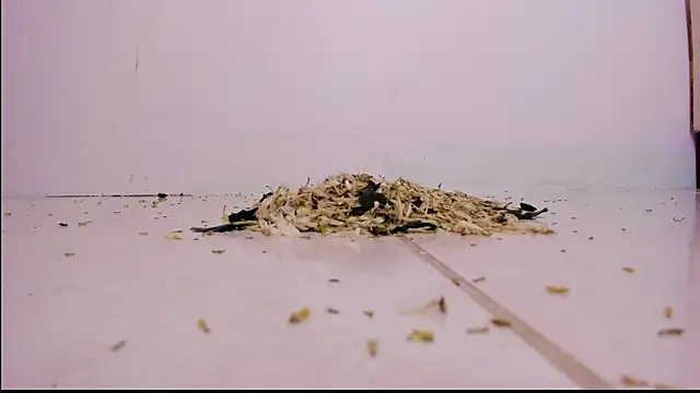 violeth hill online show from February 2025 11:26:02 PM