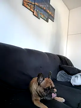 Bastilein1985 online show from October 2025 09:11:04 AM