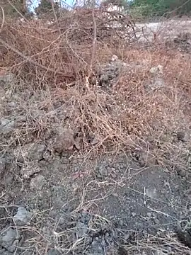 Snapshot of Ajith_mvi chatting on March 2026 01:33:02 AM Ajith mvi online show from March 2026 01:33:02 AM