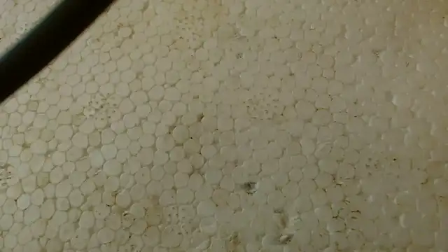 titi fiesta online show from February 2026 05:39:01 AM