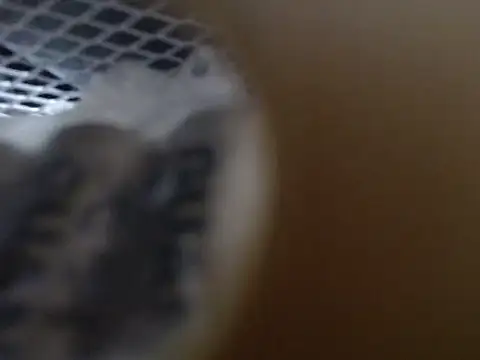 lovense test04 online show from October 2025 09:21:02 AM