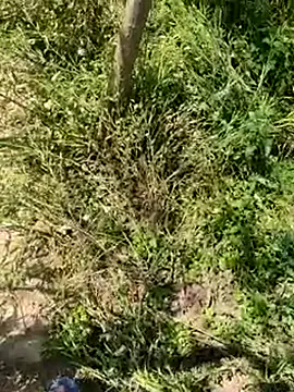 kalakim online show from March 2025 07:30:02 AM