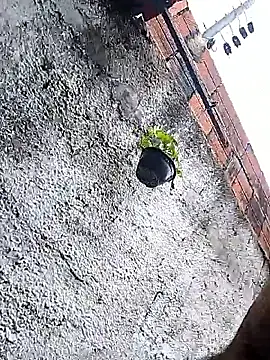 Tiago0031 online show from March 2026 07:42:01 PM